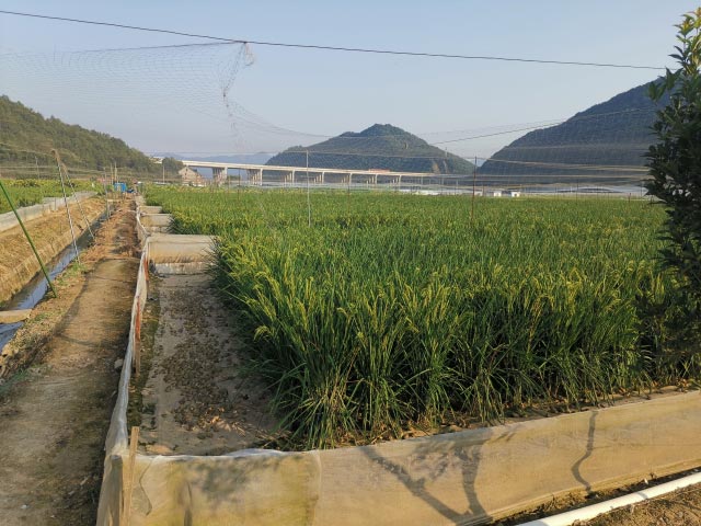 止汗走珠——欧美特級aaaaaa免費，你的夏日清爽守护神